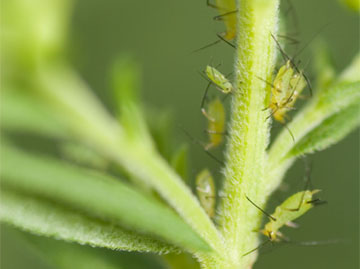 aphids