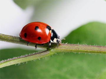 Ladybug in a twig