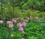 Killian Garden Pink Tulips 2013-4 017