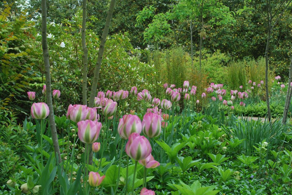 Killian Garden Pink Tulips 2013-4 017